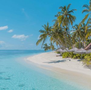 A Maldivian white sand beach lined with palm trees. Image credit: Moosa Haleem
