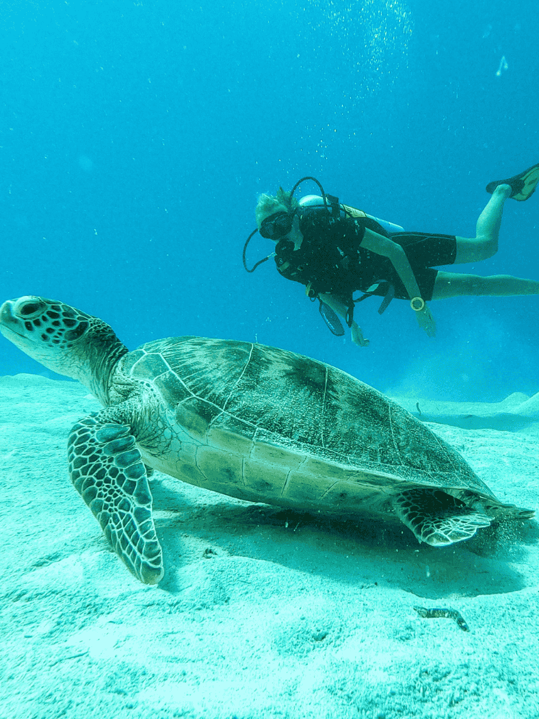 A Beginners Guide to Scuba Diving: Qualifications, Gear & Tips