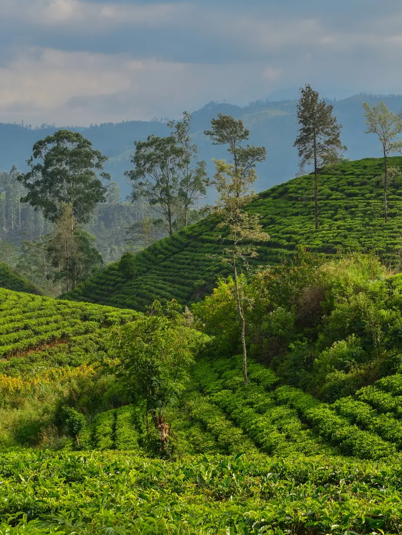 Sri Lanka Active Travel Guide & 10-Day Itinerary