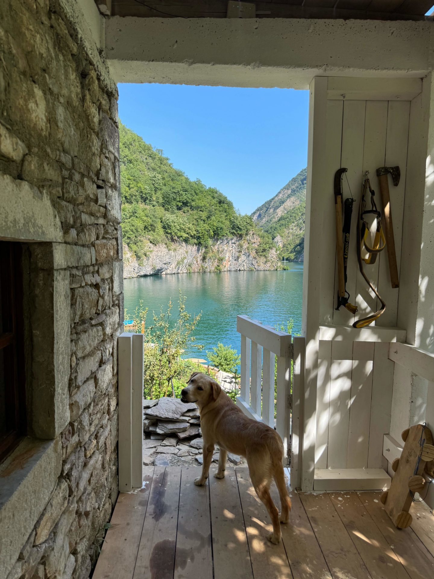 A dog standing in a doorway of a house looking out to a lake in Albania