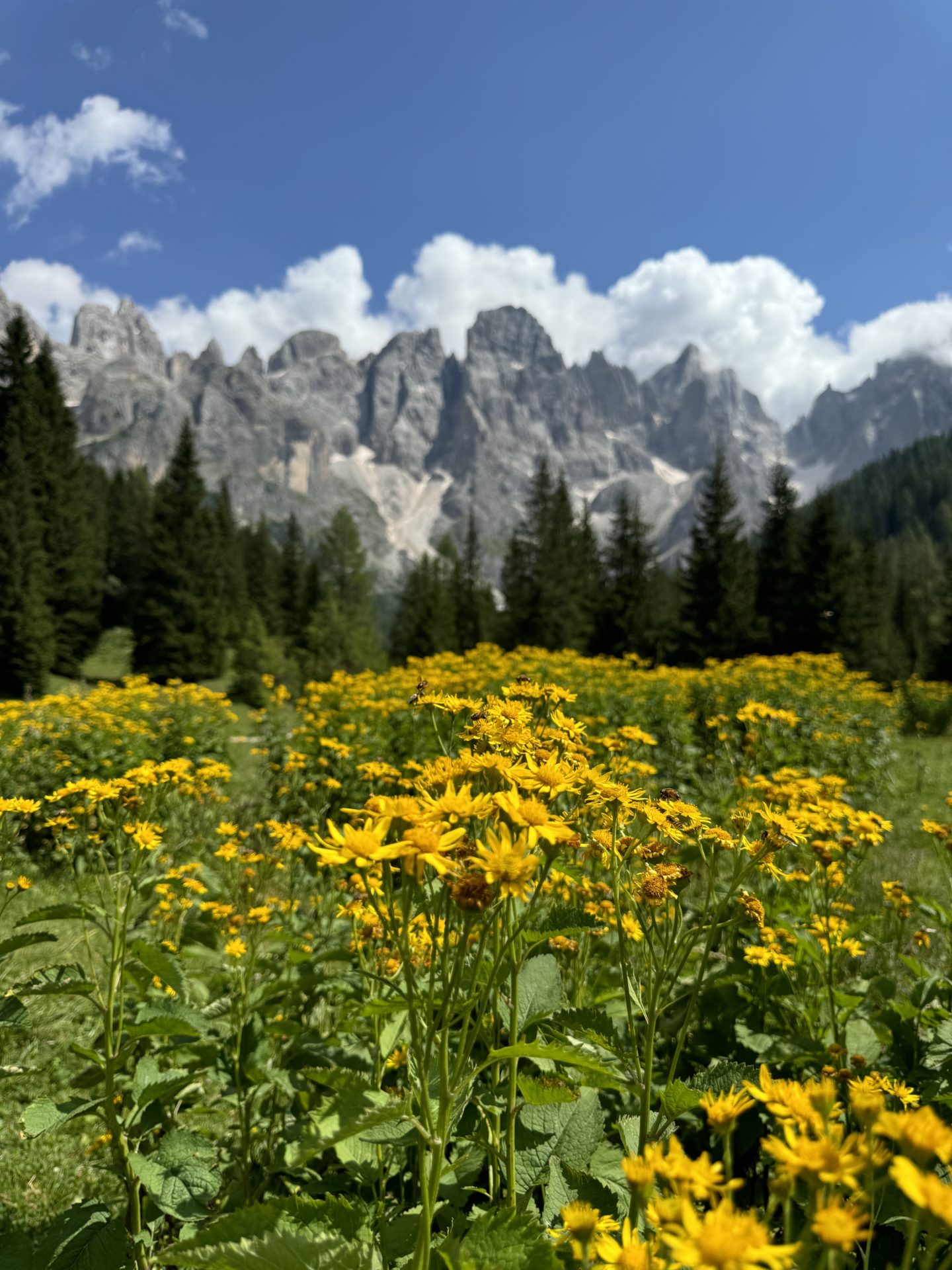 A picturesque view of the Dolomites behind a field of bright yellow flowers