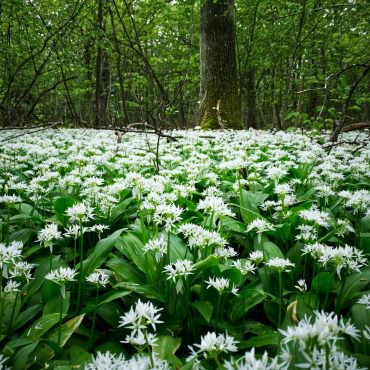 6 Foods To Forage In Spring